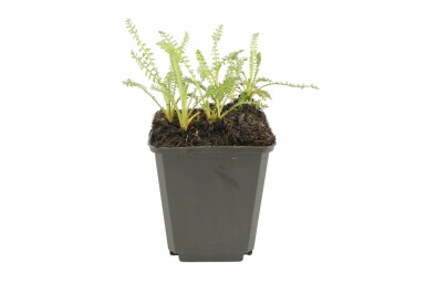Yarrow Achillea millefolium 'Terracotta' pot Achillea millefolium 'Terracotta'