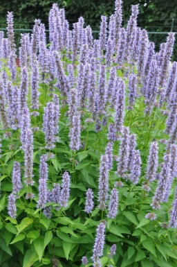 Giant hyssop Agastache 'Blue Fortune' pot Agastache 'Blue Fortune'