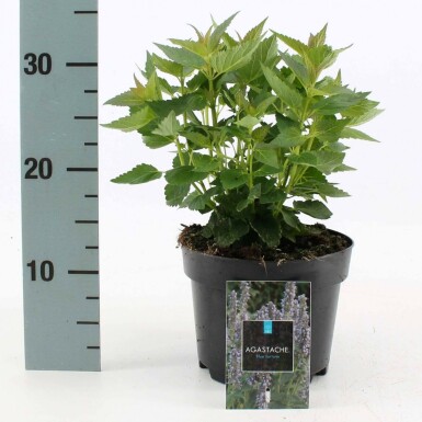 Giant hyssop Agastache 'Blue Fortune' pot Agastache 'Blue Fortune'