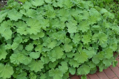 Lady's mantle Alchemilla mollis pot Alchemilla mollis
