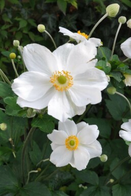 Japanese anemone Anemone hybrida 'Honorine Jobert' pot Anemone hybrida 'Honorine Jobert'