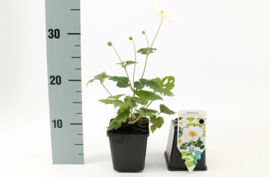 Japanese anemone Anemone hybrida 'Honorine Jobert' pot Anemone hybrida 'Honorine Jobert'