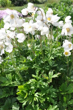 Snowdrop windflower Anemone sylvestris pot Anemone sylvestris