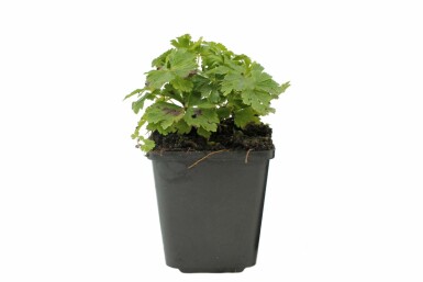 Snowdrop windflower Anemone sylvestris pot Anemone sylvestris