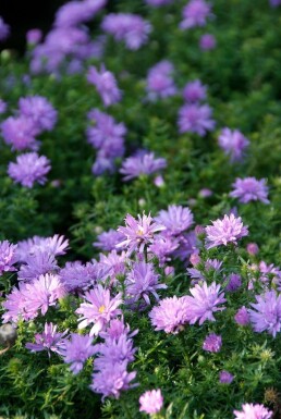 Michaelmas daisy Aster dumosus 'Lady in Blue' pot Aster dumosus 'Lady in Blue'