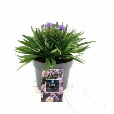 Michaelmas daisy Aster dumosus 'Lady in Blue' pot Aster dumosus 'Lady in Blue'