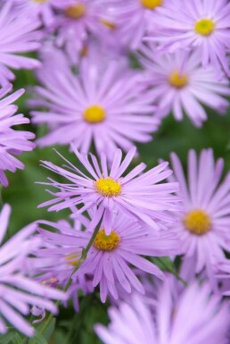 Frikart's aster Aster × frikartii 'Mönch' pot Aster × frikartii 'Mönch'