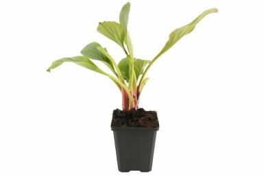 Elephant's ears Bergenia cordifolia 'Bressingham White' pot Bergenia cordifolia 'Bressingham White'