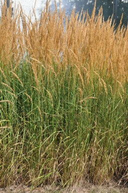 Feather reed grass Calamagrostis × acutiflora 'Karl Foerster' pot Calamagrostis × acutiflora 'Karl Foerster'