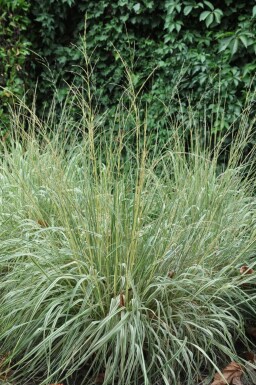 Feather reed grass Calamagrostis × acutiflora 'Overdam' pot Calamagrostis × acutiflora 'Overdam'