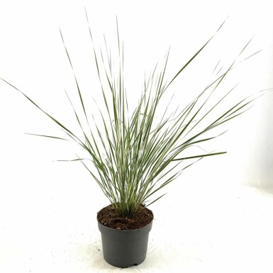 Feather reed grass Calamagrostis × acutiflora 'Overdam' pot Calamagrostis × acutiflora 'Overdam'