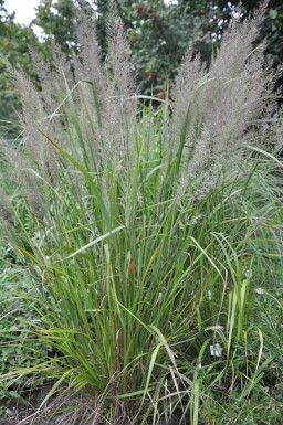 Korean feather reed grass Calamagrostis brachytricha pot Calamagrostis brachytricha