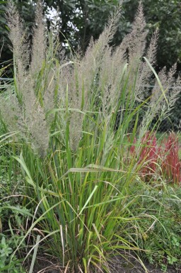 Korean feather reed grass Calamagrostis brachytricha pot Calamagrostis brachytricha