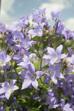 Milky bellflower Campanula lactiflora 'Prichard's Variety' pot Campanula lactiflora 'Prichard's Variety'