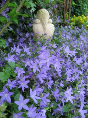 Wall bellflower Campanula portenschlagiana pot Campanula portenschlagiana