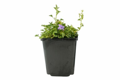 Wall bellflower Campanula portenschlagiana pot Campanula portenschlagiana