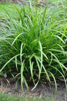Morrow's sedge Carex foliosissima 'Irish Green' pot Carex foliosissima 'Irish Green'