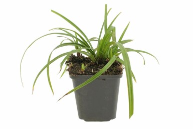 Morrow's sedge Carex foliosissima 'Irish Green' pot Carex foliosissima 'Irish Green'