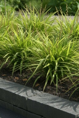 Japanese sedge Carex morrowii pot Carex morrowii