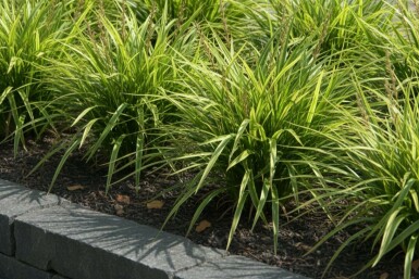 Japanese sedge Carex morrowii pot Carex morrowii