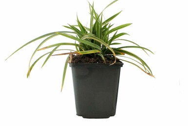 Sedge Carex morrowii 'Ice Dance' pot Carex morrowii 'Ice Dance'