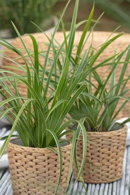 Sedge Carex morrowii 'Ice Dance' pot Carex morrowii 'Ice Dance'