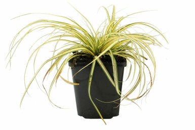 Japanese sedge Carex oshimensis 'Evergold' pot Carex oshimensis 'Evergold'