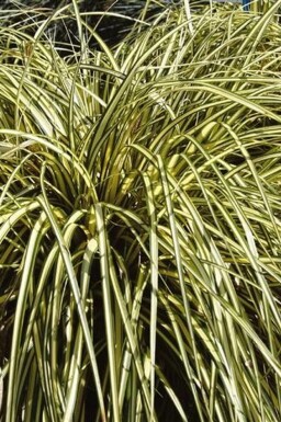 Japanese sedge Carex oshimensis 'Evergold' pot Carex oshimensis 'Evergold'