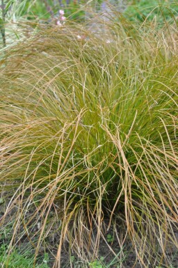 Orange New Zealand sedge Carex testacea 'Prairie Fire' pot Carex testacea 'Prairie Fire'