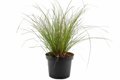 Orange New Zealand sedge Carex testacea 'Prairie Fire' pot Carex testacea 'Prairie Fire'