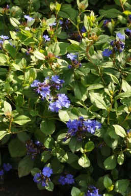 Hardy blue-flowered leadwort Ceratostigma plumbaginoides pot Ceratostigma plumbaginoides
