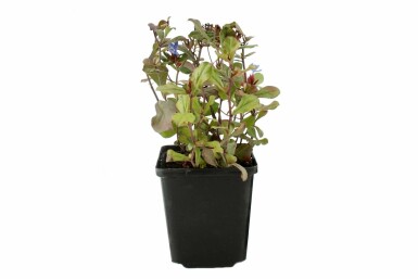 Hardy blue-flowered leadwort Ceratostigma plumbaginoides pot Ceratostigma plumbaginoides