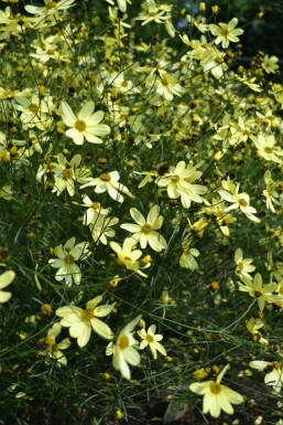 Tickseed Coreopsis verticillata 'Moonbeam' pot Coreopsis verticillata 'Moonbeam'