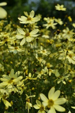Tickseed Coreopsis verticillata 'Moonbeam' pot Coreopsis verticillata 'Moonbeam'