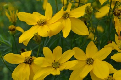 Tickseed Coreopsis verticillata 'Zagreb' pot Coreopsis verticillata 'Zagreb'