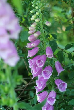 Common foxglove Digitalis purpurea pot Digitalis purpurea