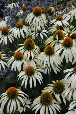 Purple coneflower Echinacea purpurea 'Alba' pot Echinacea purpurea 'Alba'