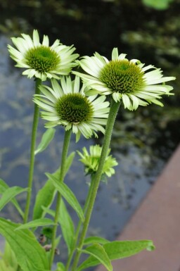 Purple coneflower Echinacea purpurea 'Green Jewel' pot Echinacea purpurea 'Green Jewel'