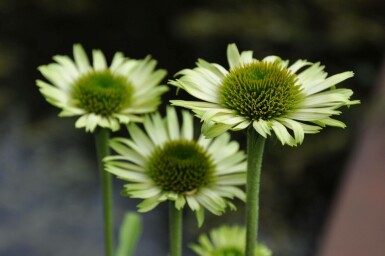 Purple coneflower Echinacea purpurea 'Green Jewel' pot Echinacea purpurea 'Green Jewel'