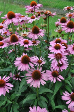 Purple coneflower Echinacea purpurea 'Magnus' pot Echinacea purpurea 'Magnus'
