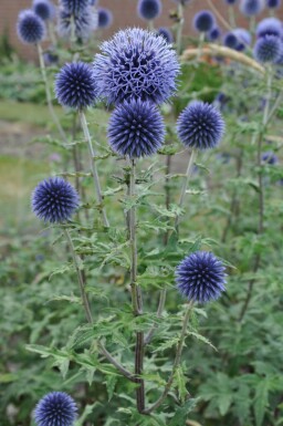 Globe thistle Echinops bannaticus 'Blue Glow' pot Echinops bannaticus 'Blue Glow'