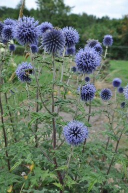 Globe thistle Echinops bannaticus 'Blue Glow' pot Echinops bannaticus 'Blue Glow'