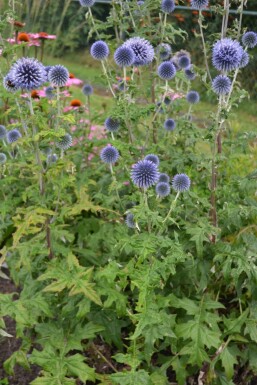 Small globe thistle Echinops ritro pot Echinops ritro