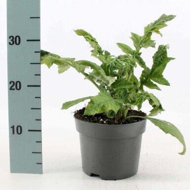 Small globe thistle Echinops ritro pot Echinops ritro
