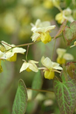 Barrenwort Epimedium × perralchicum 'Frohnleiten' pot Epimedium × perralchicum 'Frohnleiten'