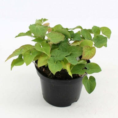 Barrenwort Epimedium × perralchicum 'Frohnleiten' pot Epimedium × perralchicum 'Frohnleiten'