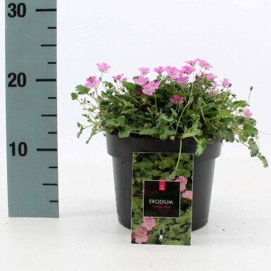 Storksbill Erodium × variabile 'Bishop's Form' pot Erodium × variabile 'Bishop's Form'