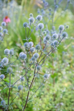 Blue eryngo Eryngium planum 'Blauer Zwerg' pot Eryngium planum 'Blauer Zwerg'