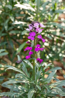 Wallflower Erysimum 'Bowles Mauve' pot Erysimum 'Bowles Mauve'