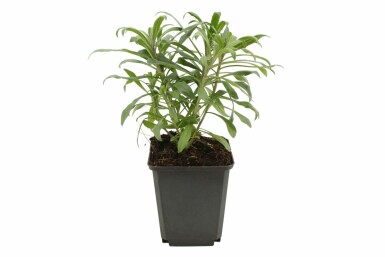 Wallflower Erysimum 'Bowles Mauve' pot Erysimum 'Bowles Mauve'